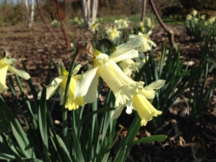 Narcis Bot. WP Milner
